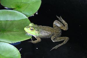 2025-07179654 Tower Hill Botanic Garden, MA